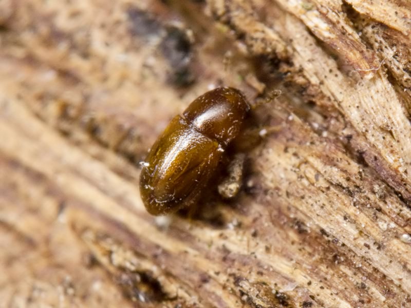 Octotemnus glabriculus (Gyllenhal, 1827)